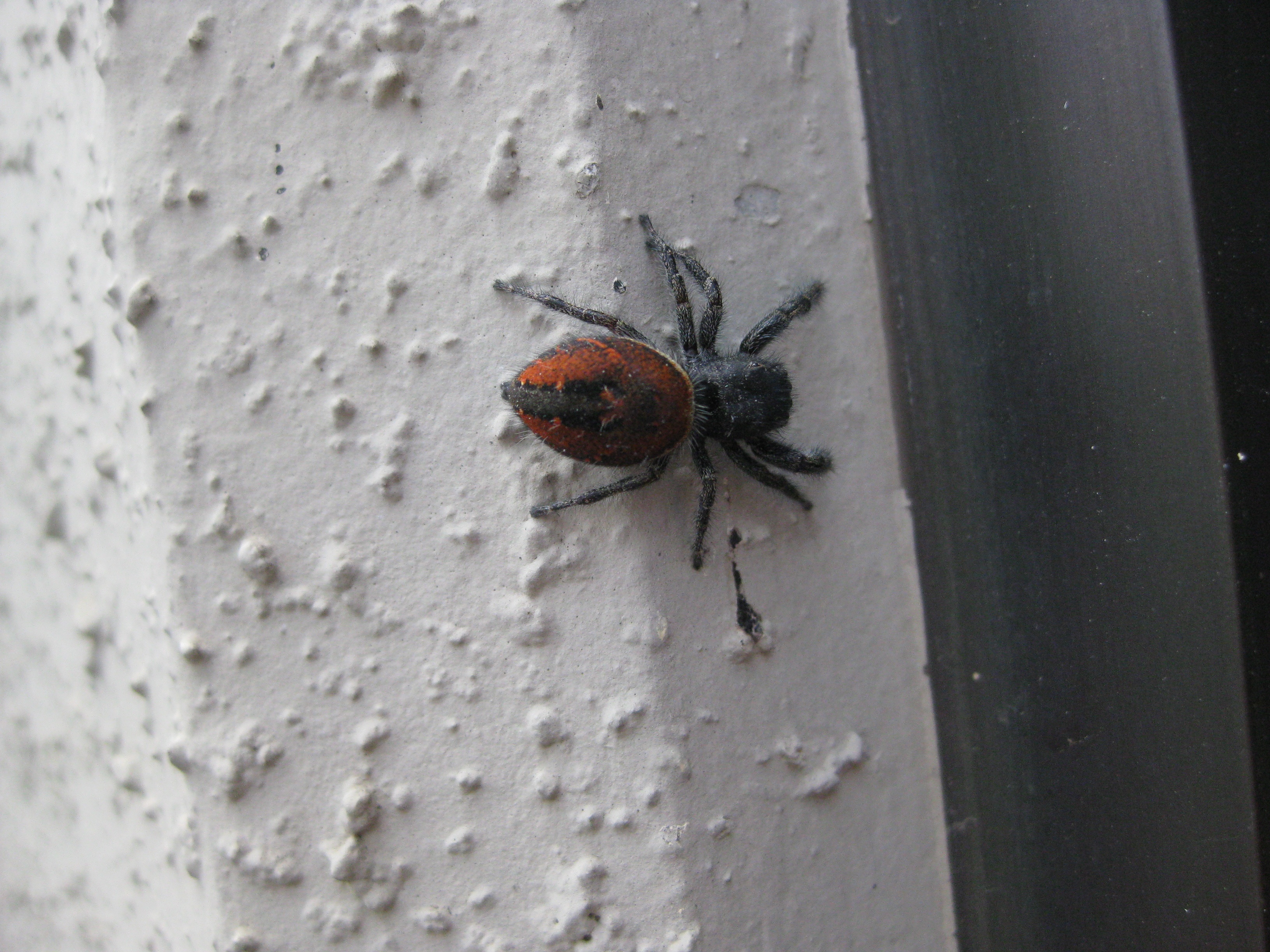 Red-backed Jumping Spider 6