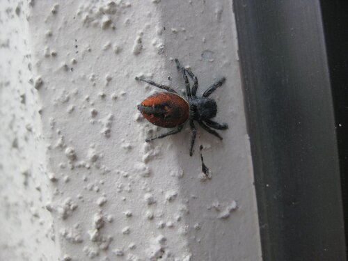 Red-backed Jumping Spider 6