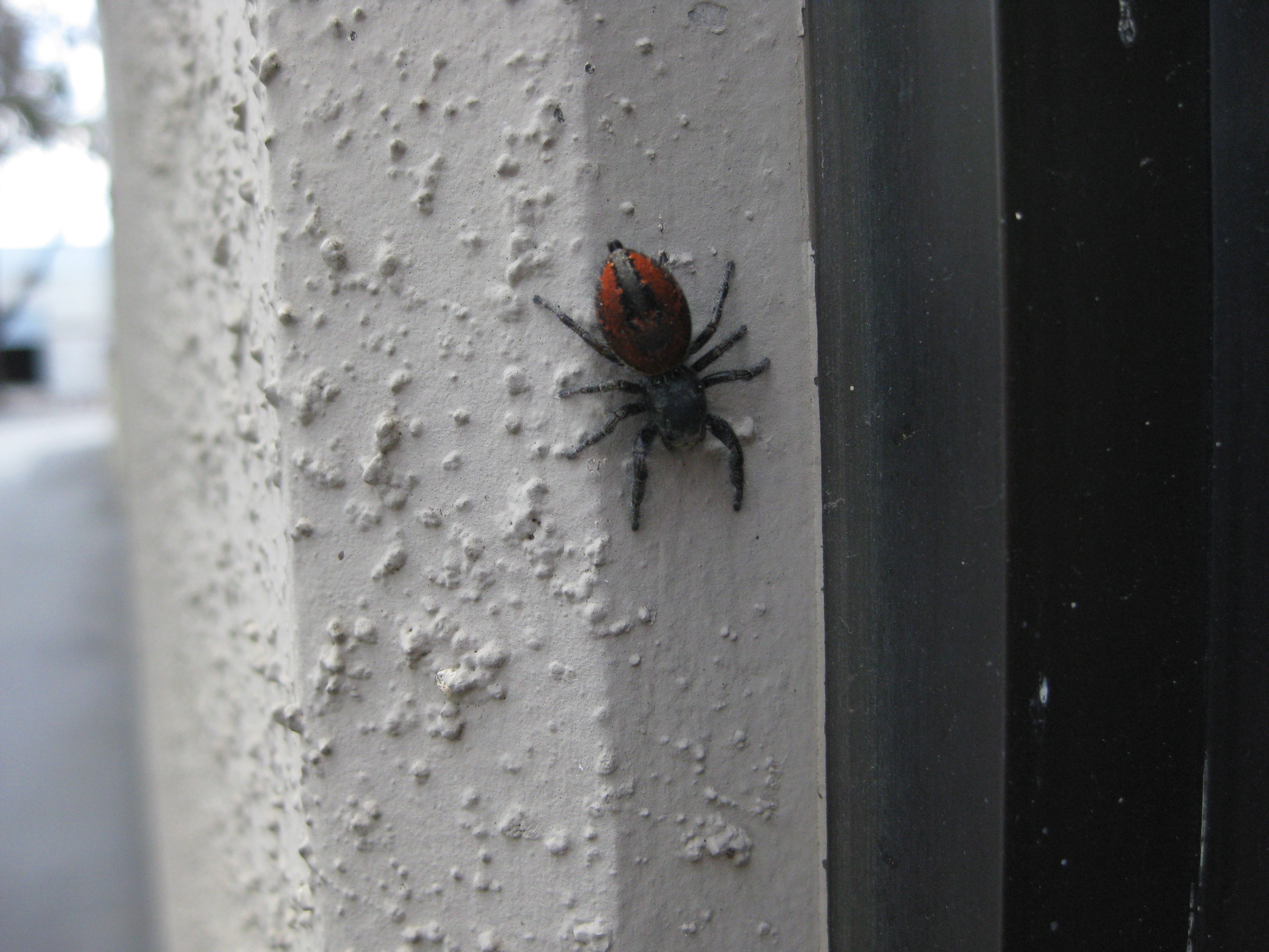 Red-backed Jumping Spider 7