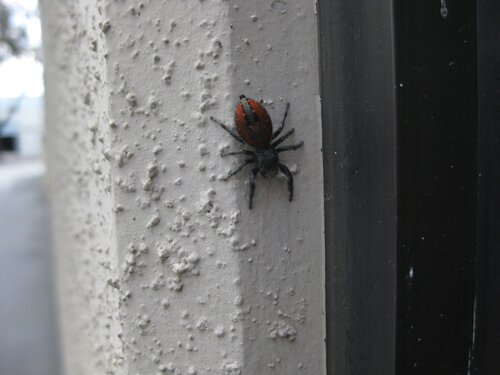 Red-backed Jumping Spider 7