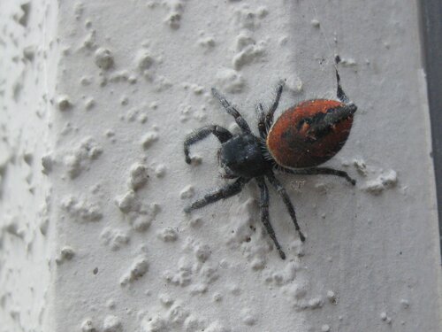Red Jumping Spider 3