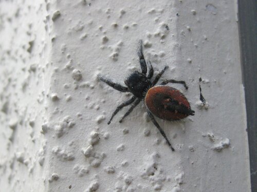 Red Jumping Spider 4
