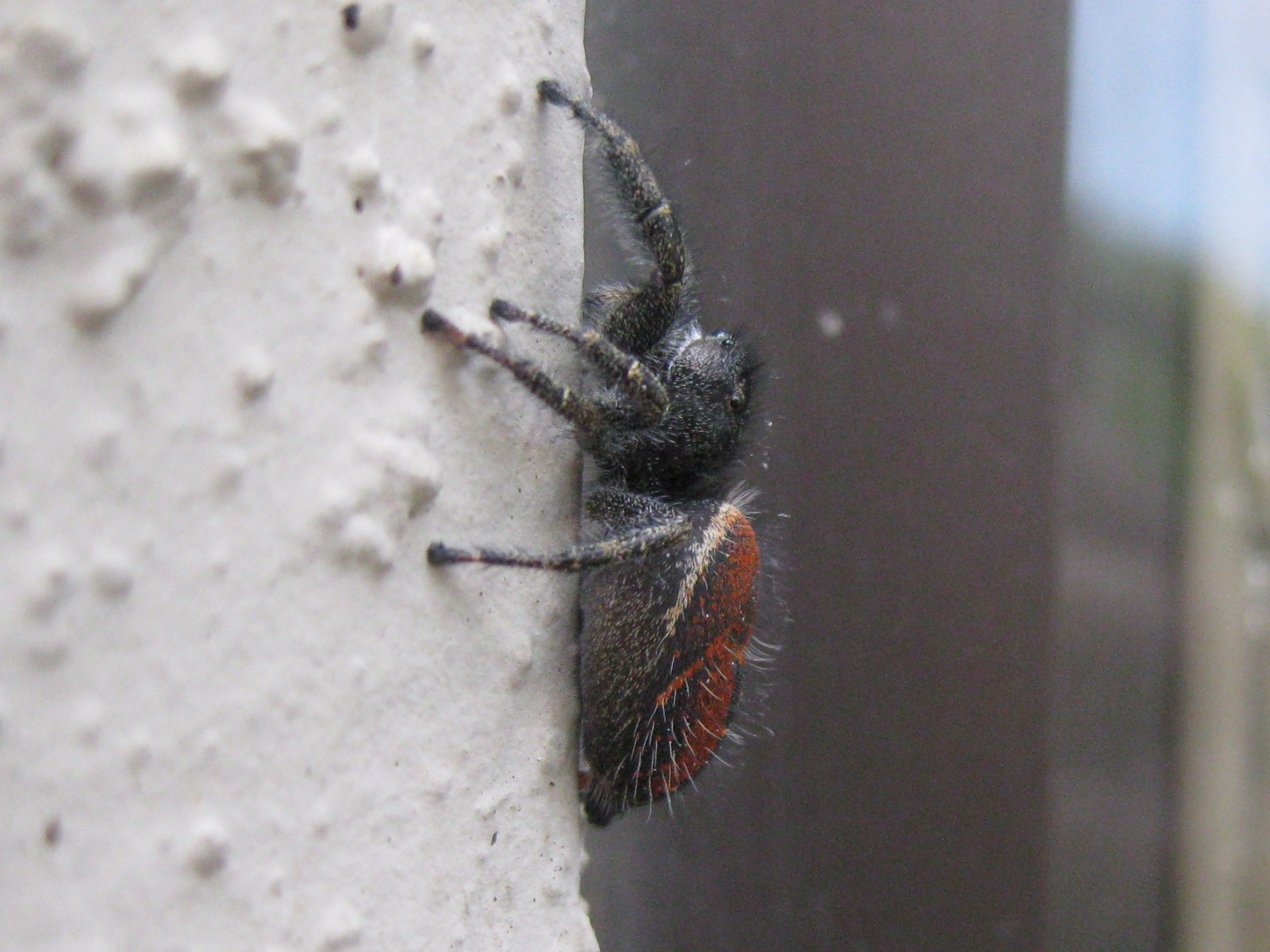 Red-backed Jumping Spider 2