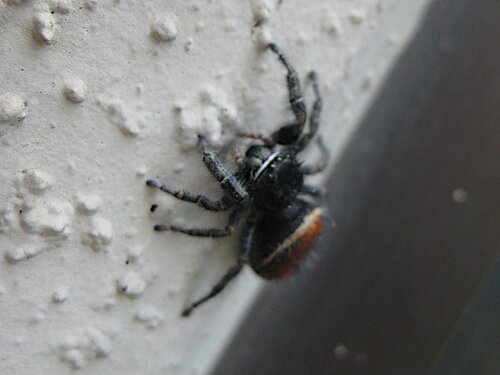 Red Jumping Spider 1