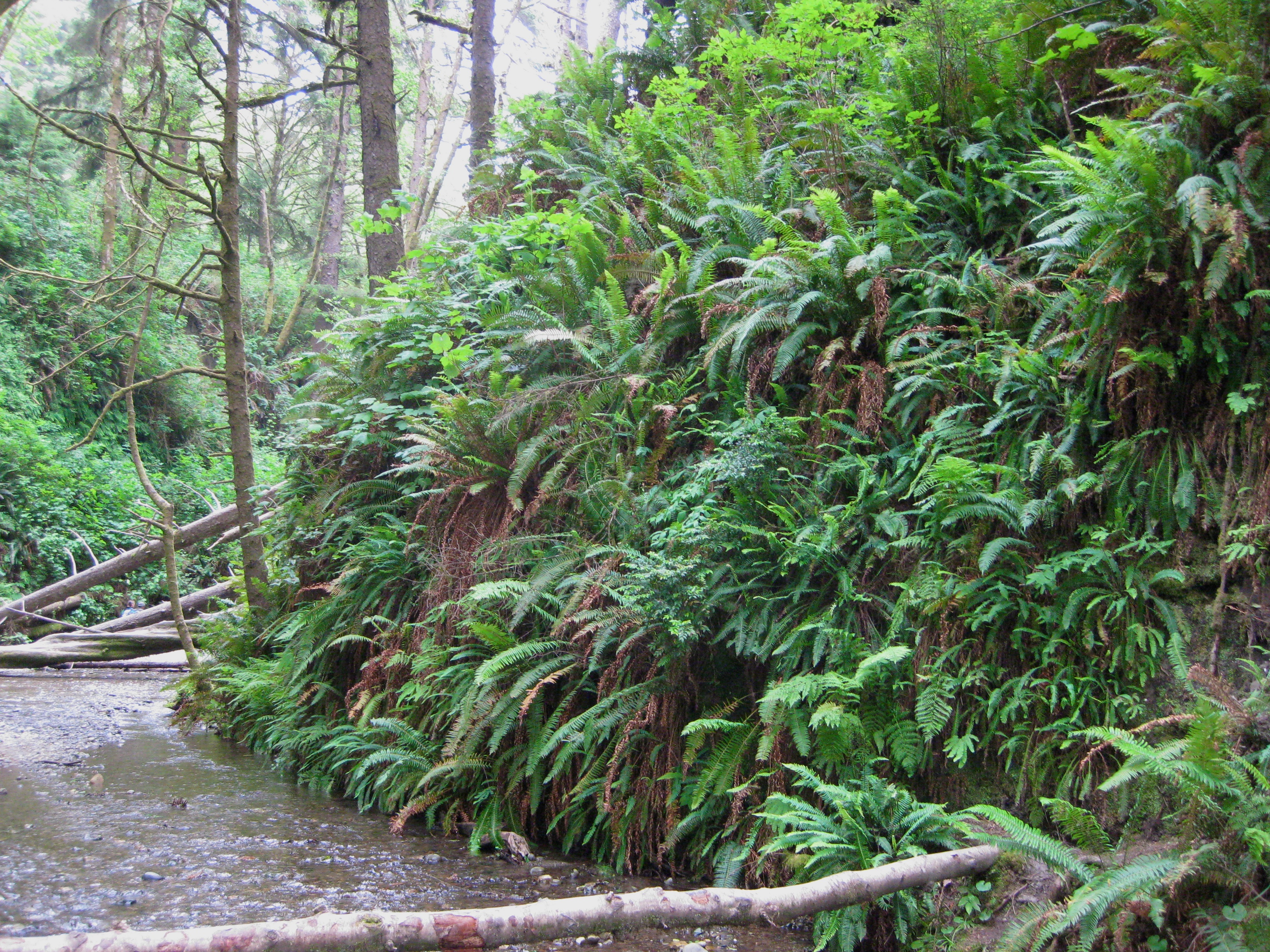 Fern Canyon 4