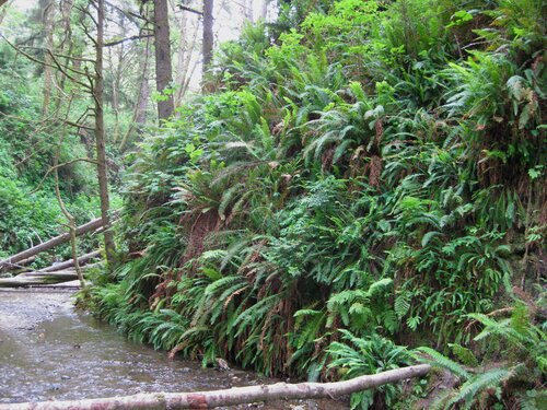 Fern Canyon 4