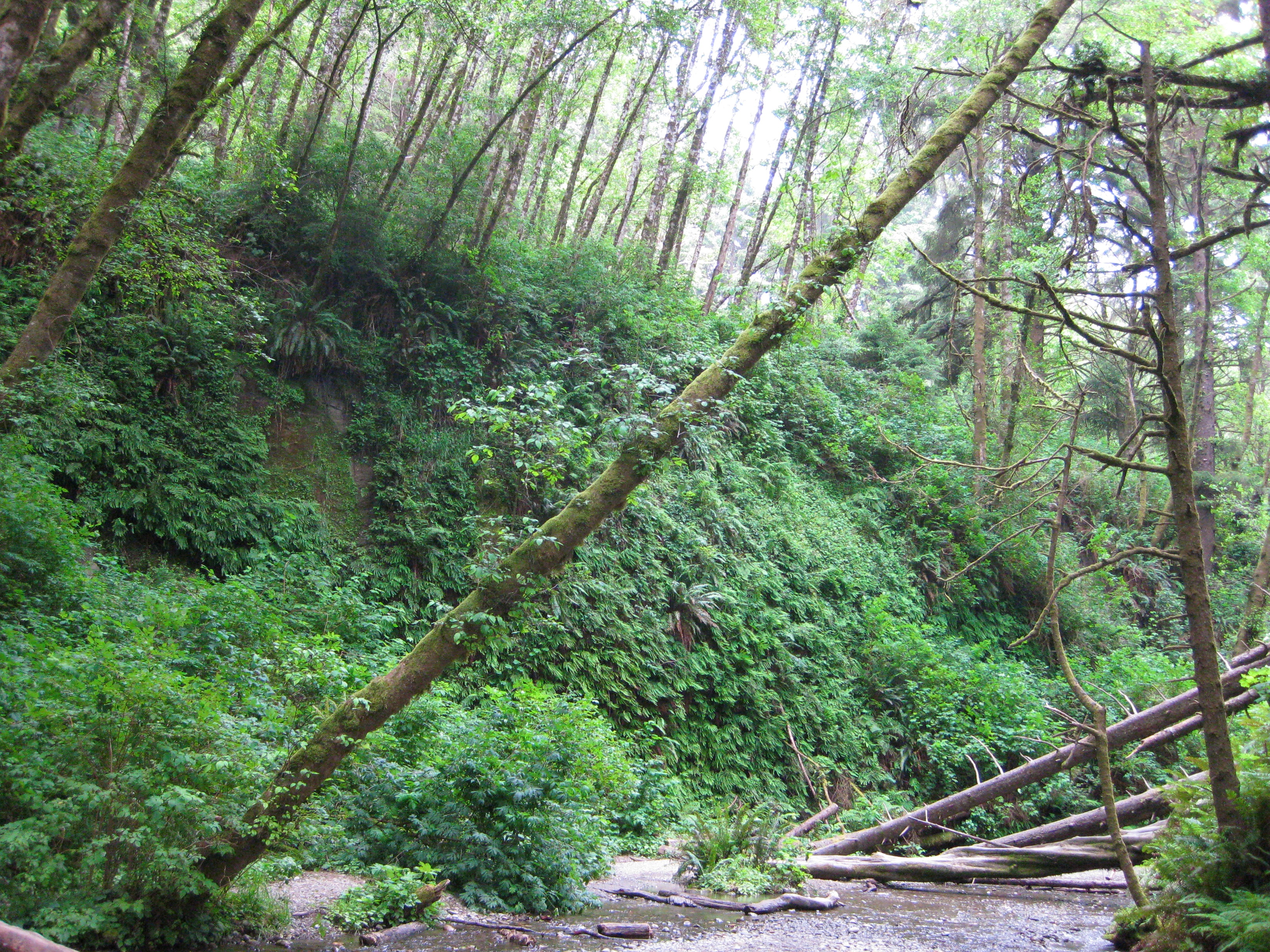 Fern Canyon 3
