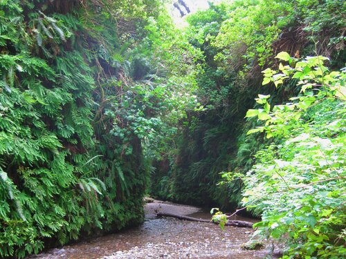 Fern Canyon 5