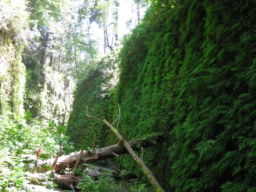 Fern Canyon 11