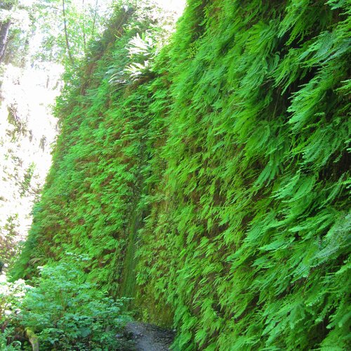Fern Canyon 17