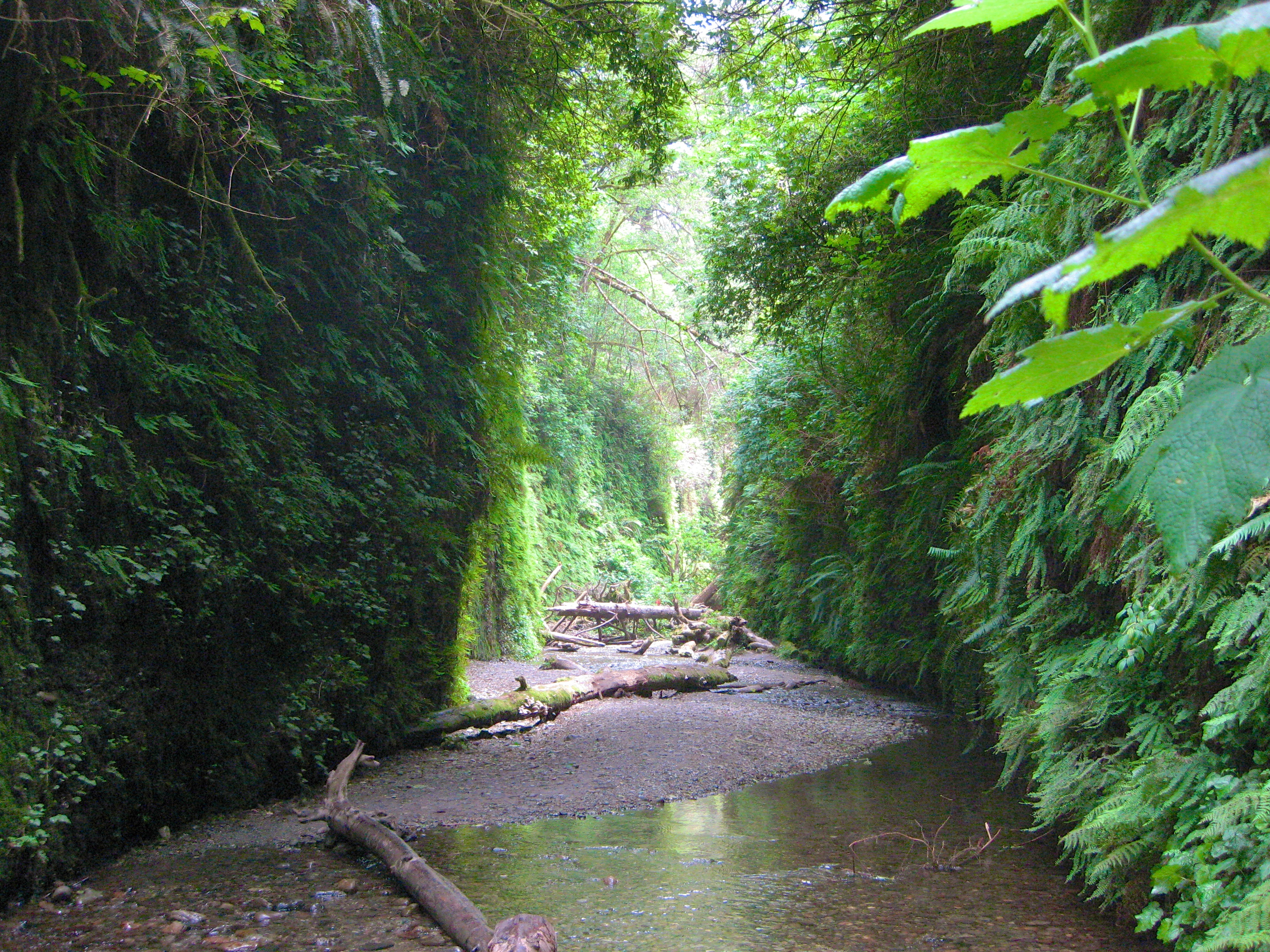 Fern Canyon 6