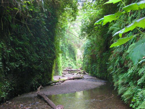 Fern Canyon 6