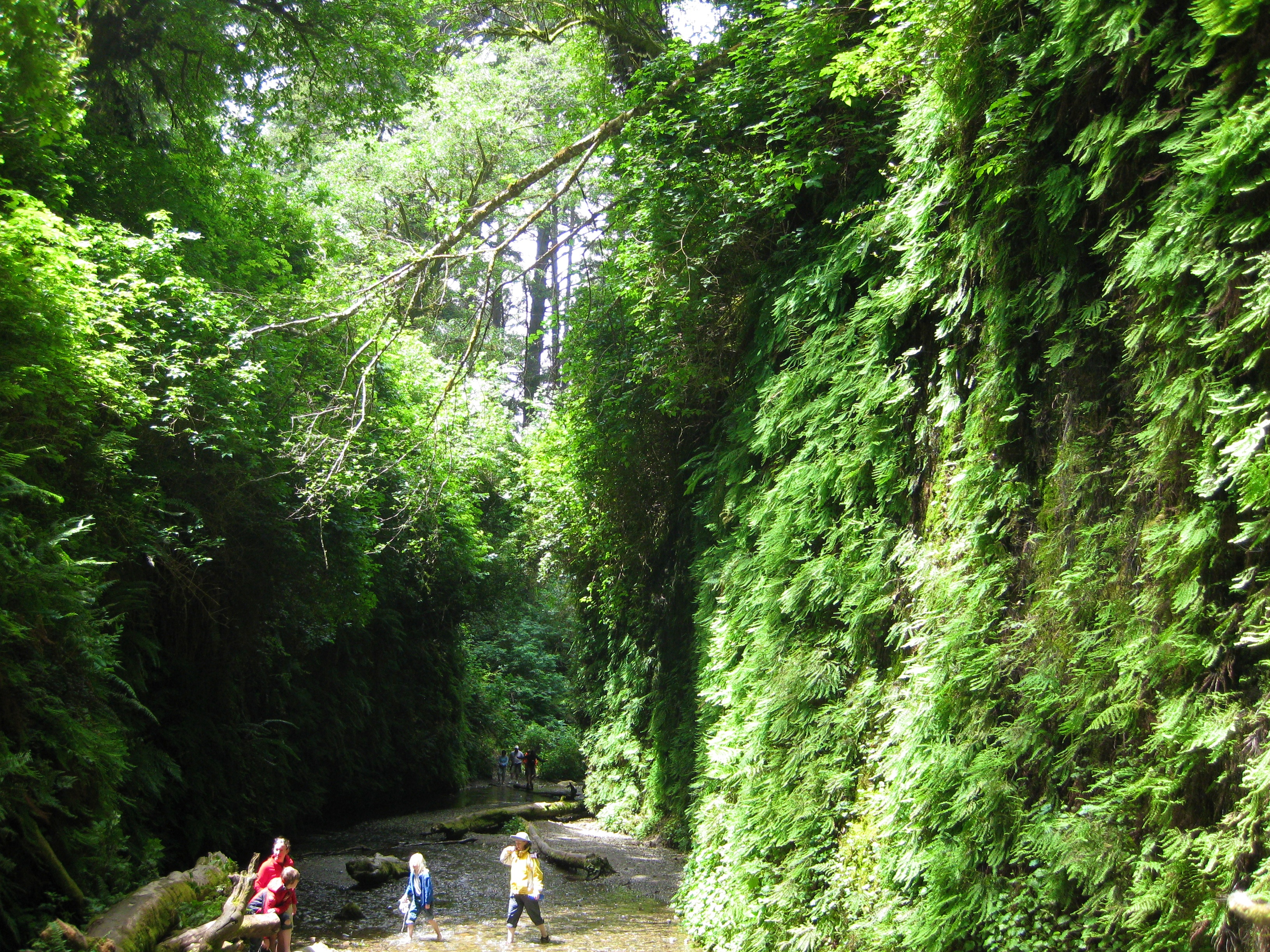 Fern Canyon 9