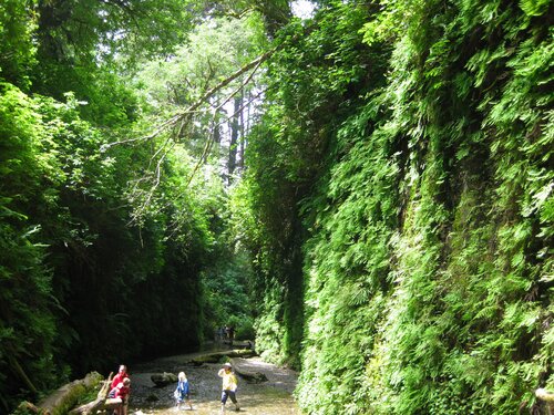 Fern Canyon 9