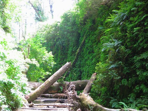 Fern Canyon 10