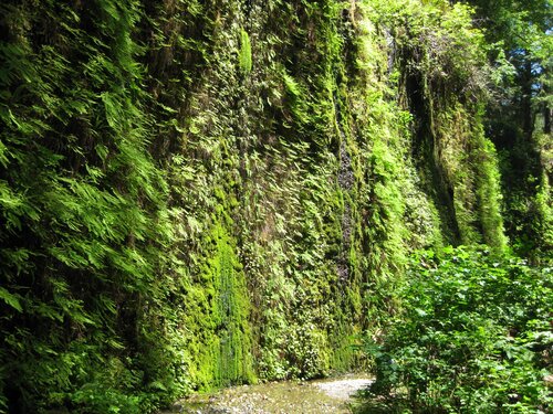 Fern Canyon 12