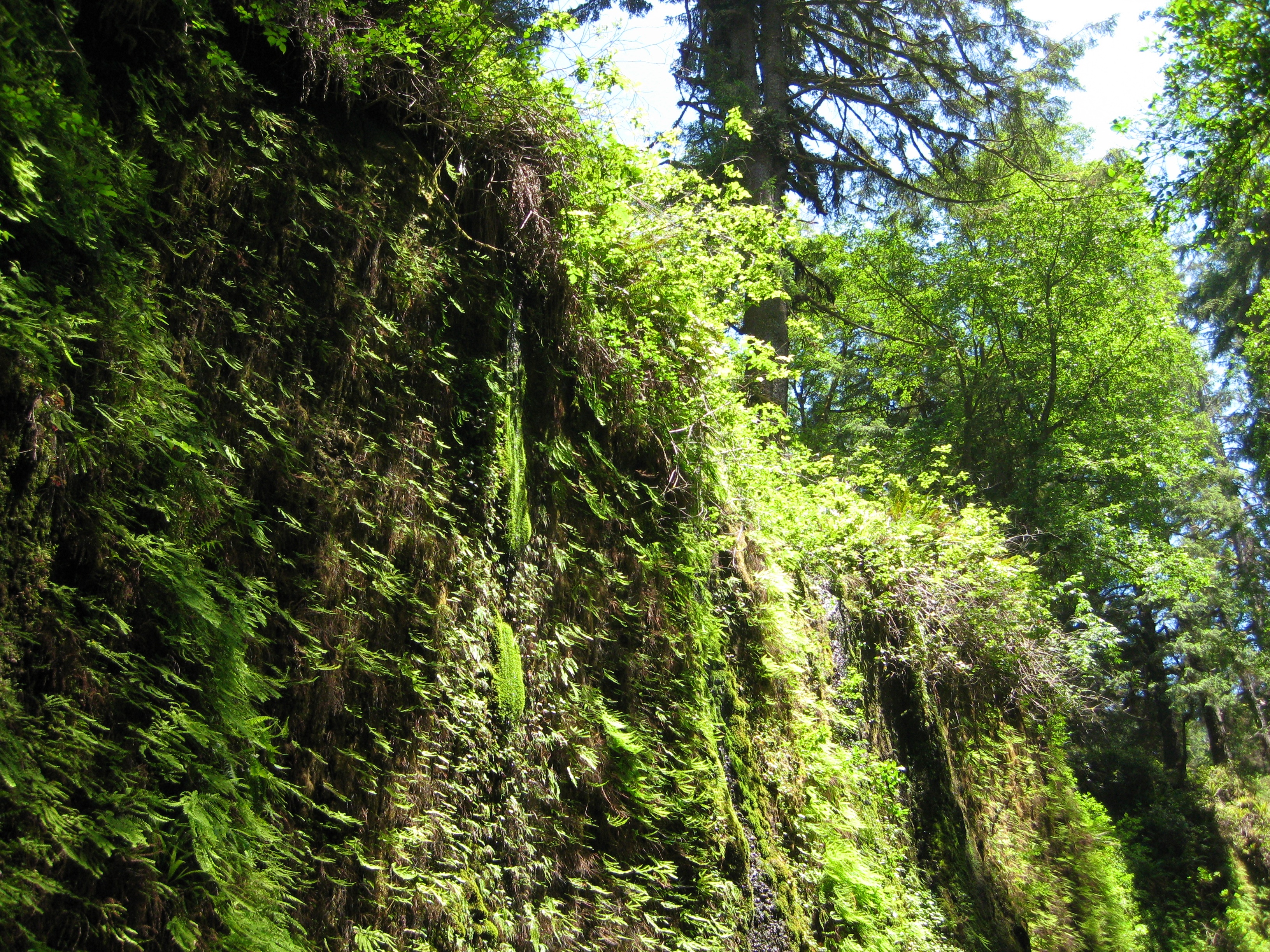Fern Canyon 13