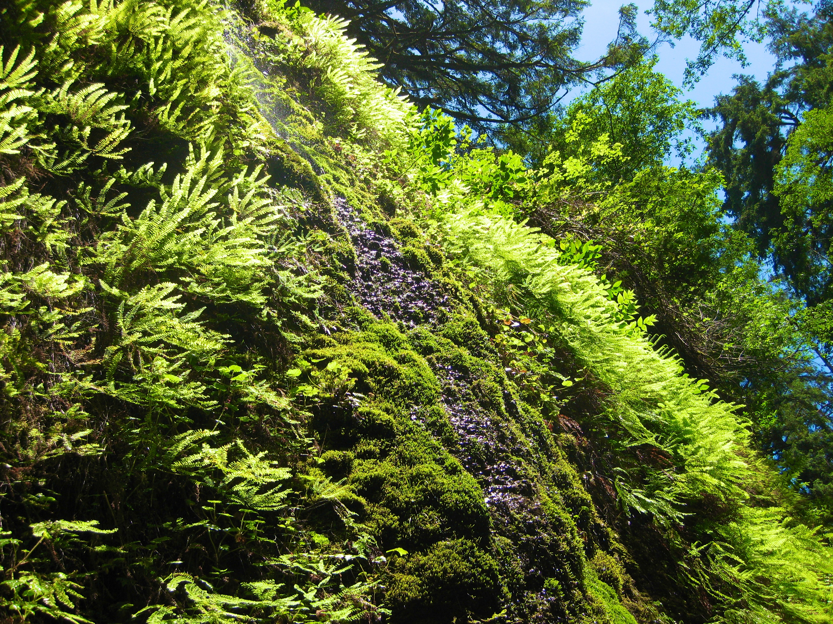 Fern Canyon 15