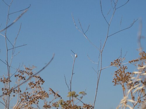 3. Mysterious shiny thing