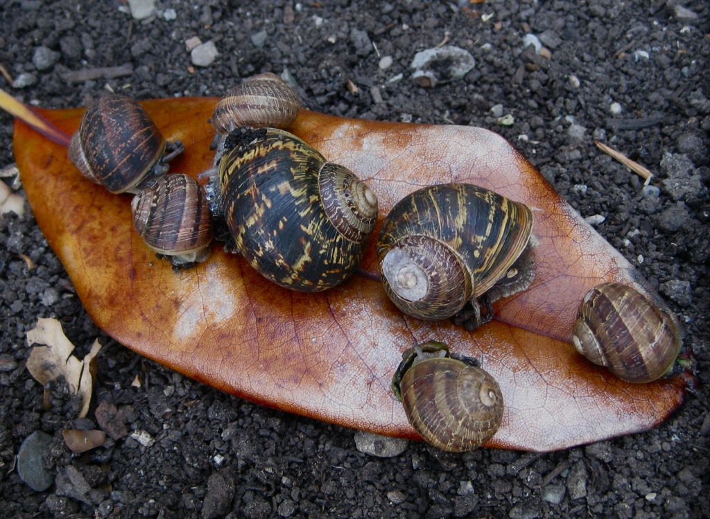 5. Snails!
