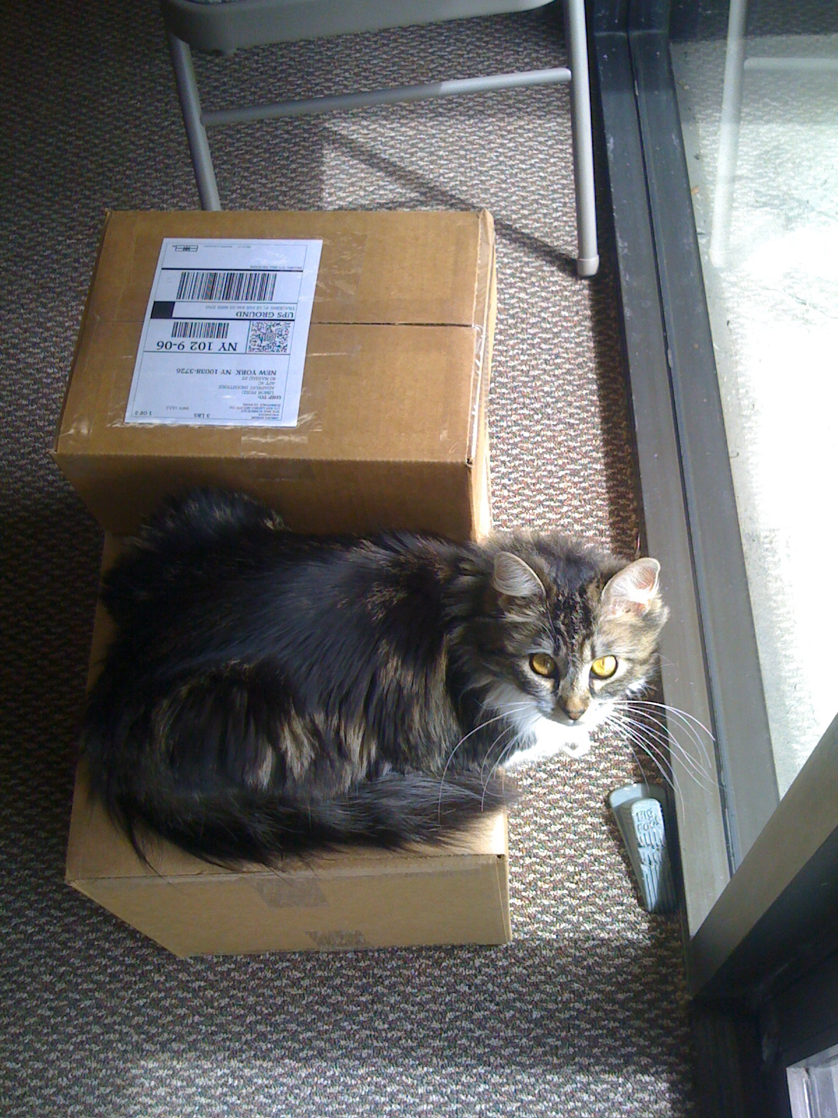 Zener guards Mosfet's boxes