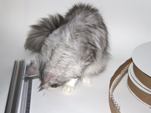 Rachael hunts the LED