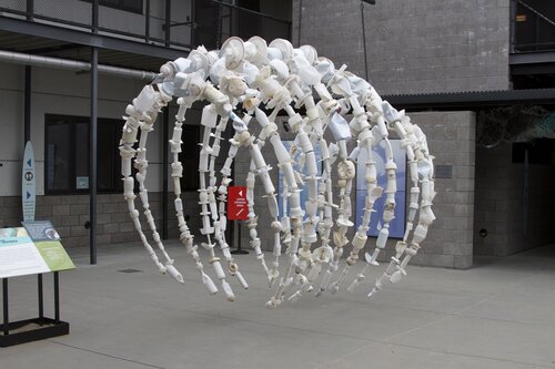 Marine Mammal Center