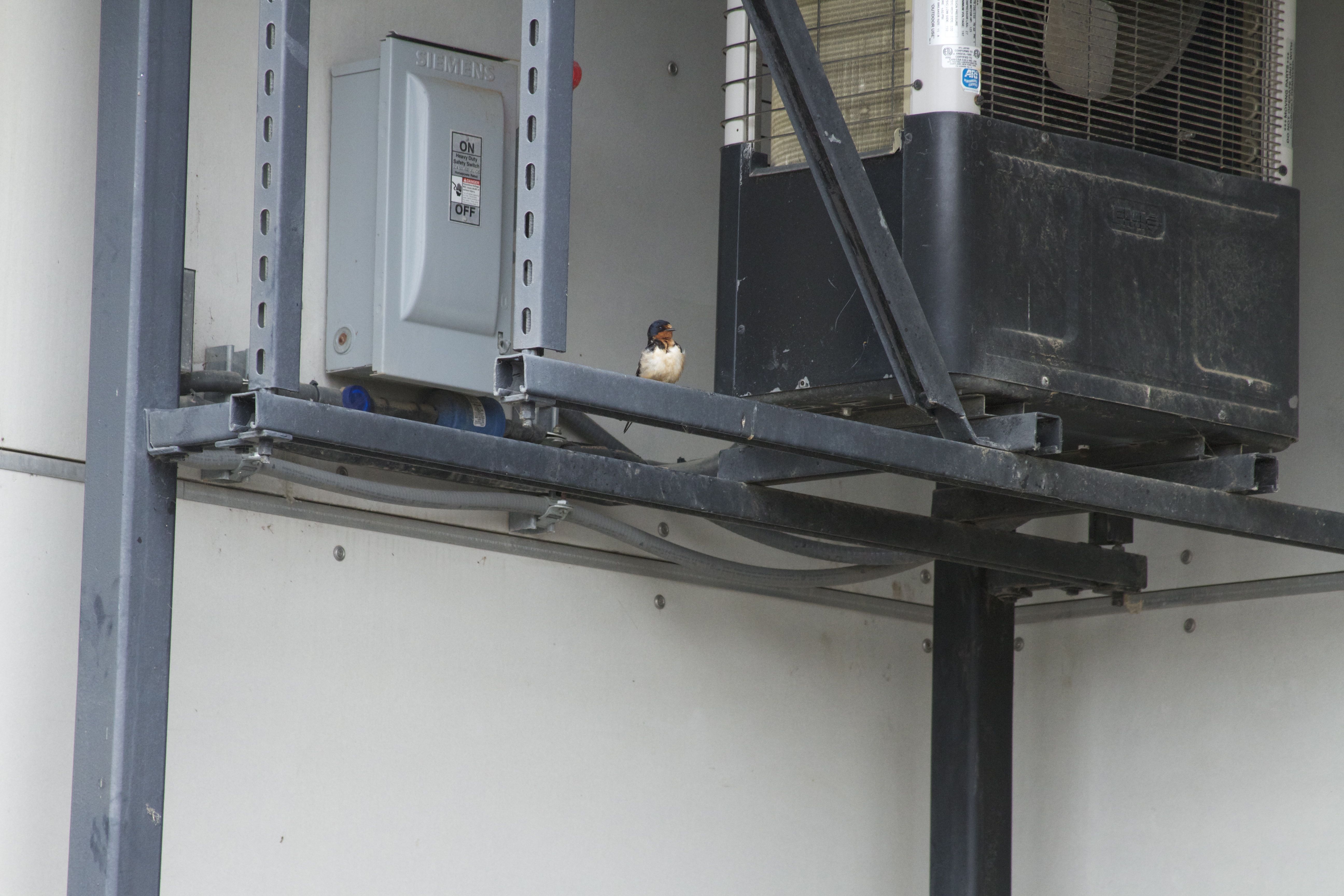 Marine Mammal Center