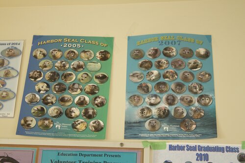 Marine Mammal Center