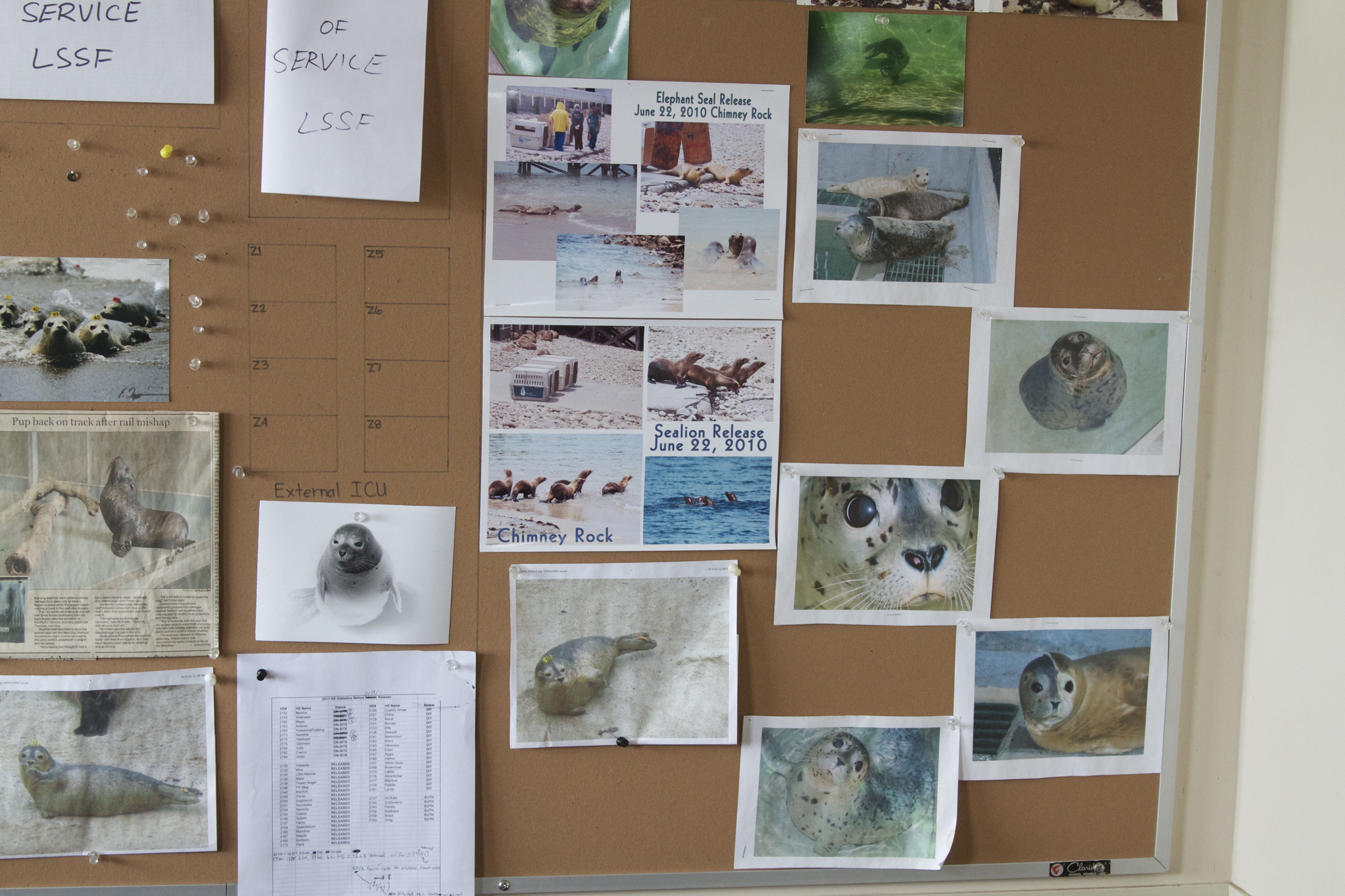 Marine Mammal Center