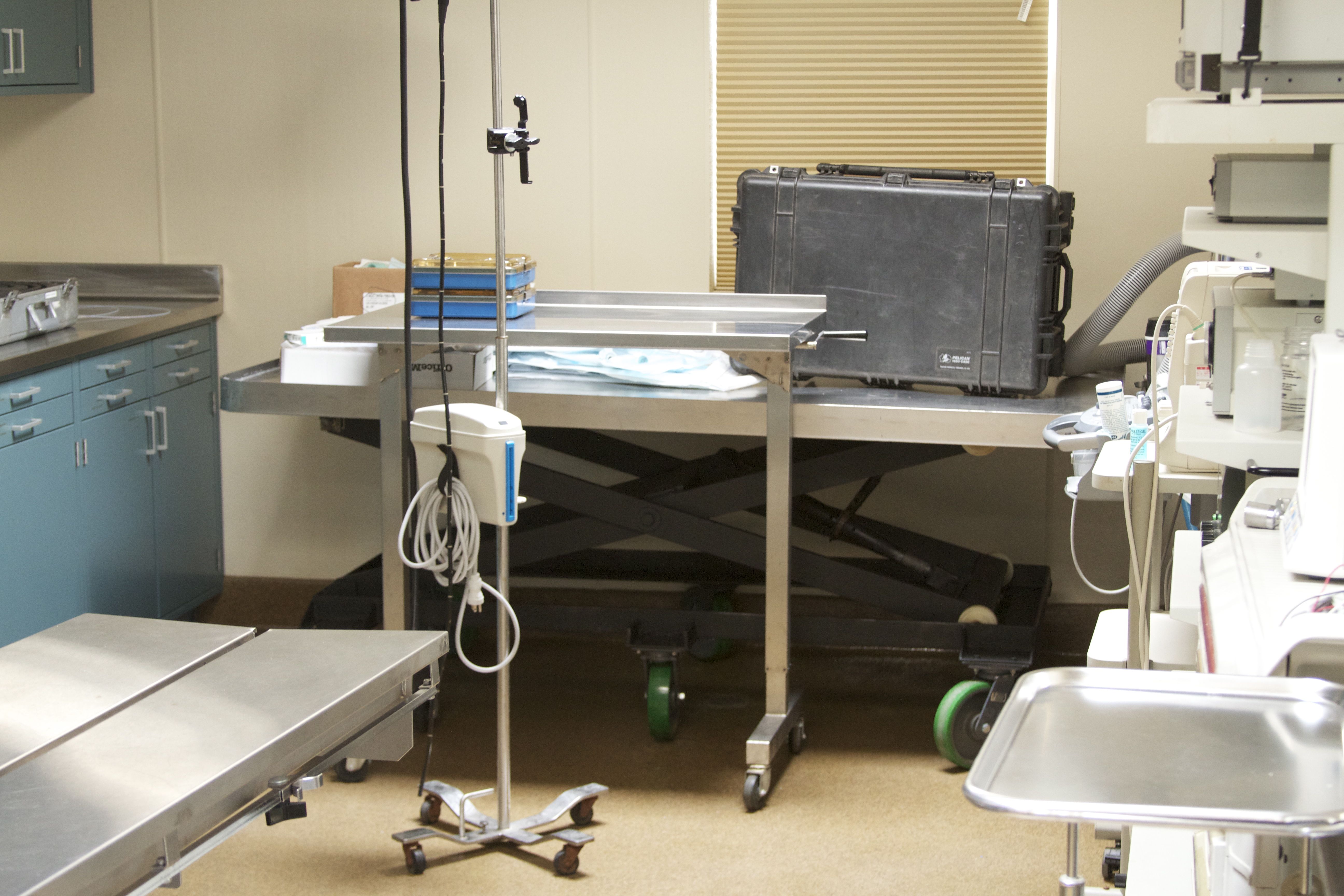 Marine Mammal Center Surgery