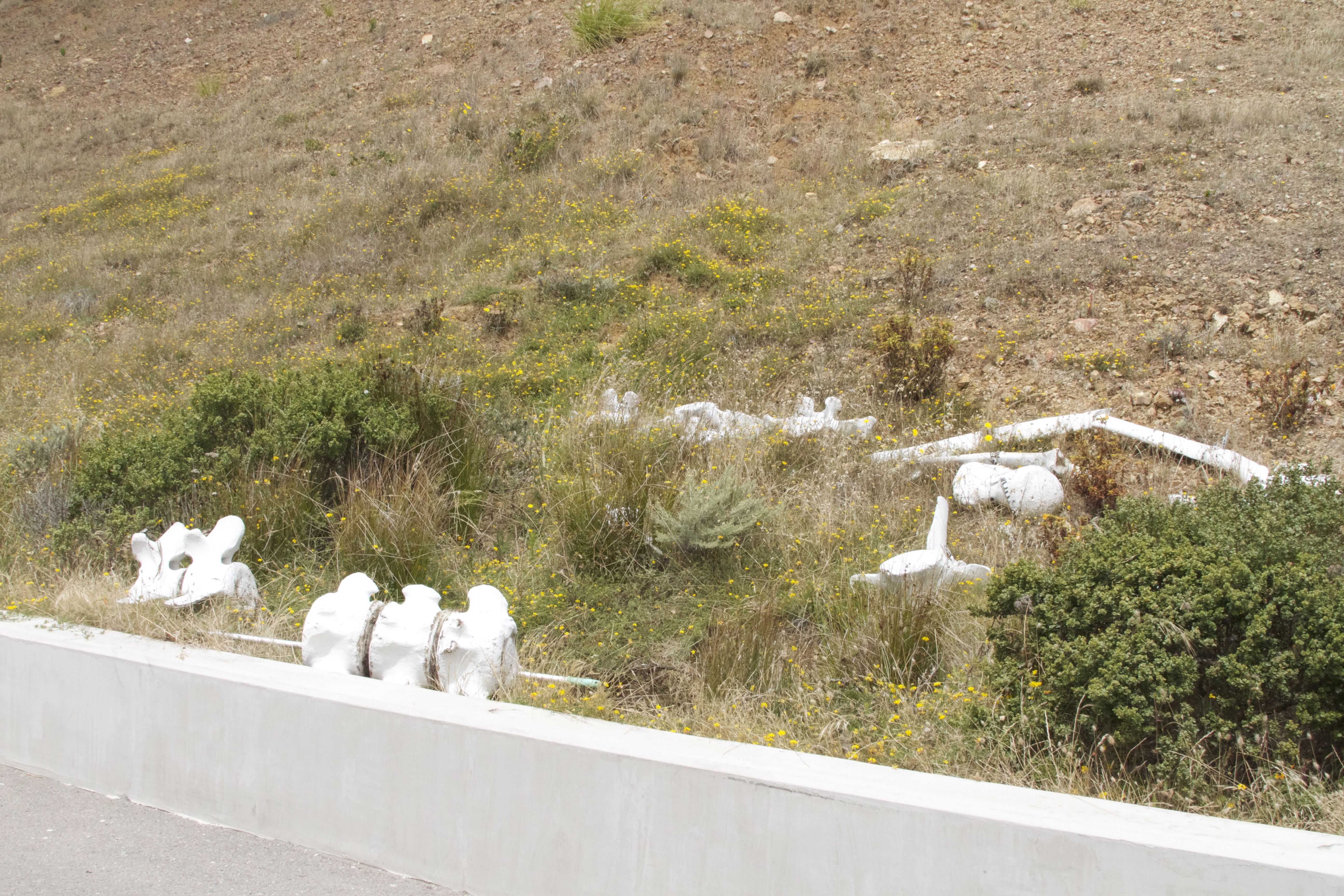 Marine Mammal Center