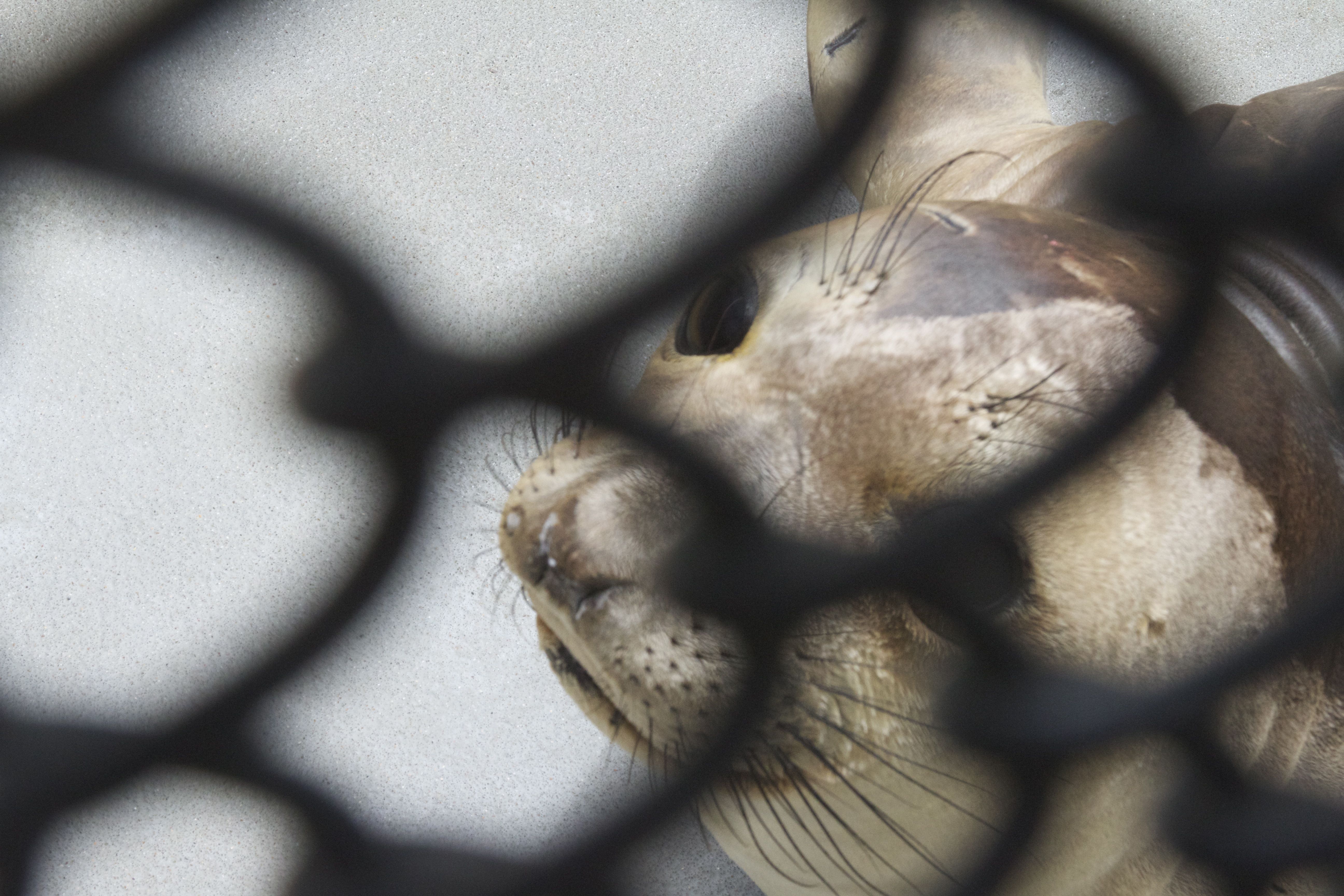 Marine Mammal Center