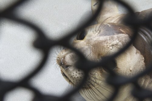 Marine Mammal Center