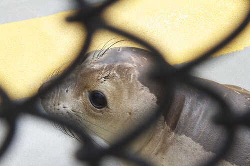 Marine Mammal Center