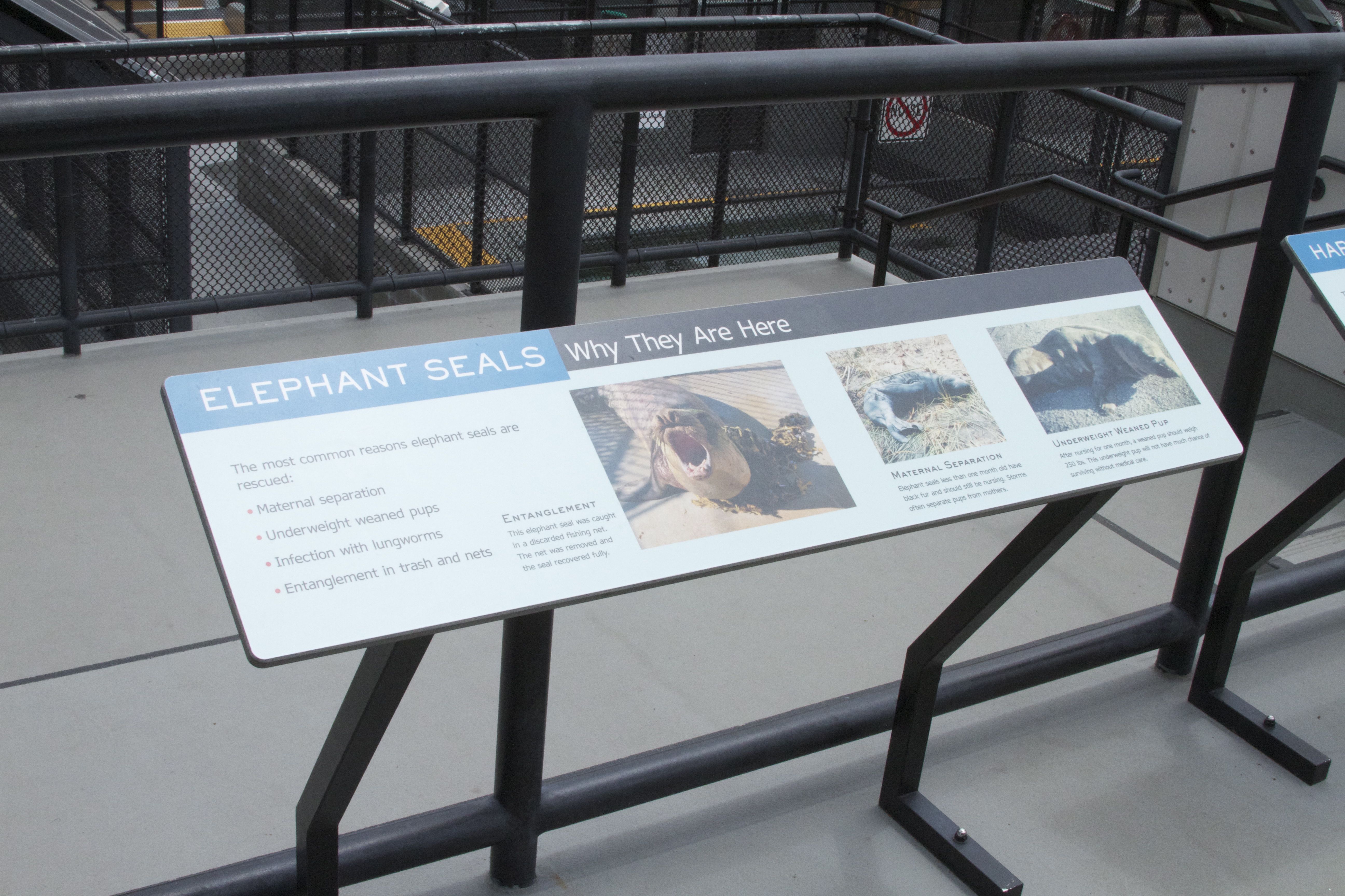 Marine Mammal Center