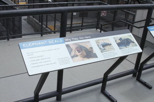 Marine Mammal Center