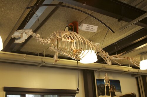 Marine Mammal Center