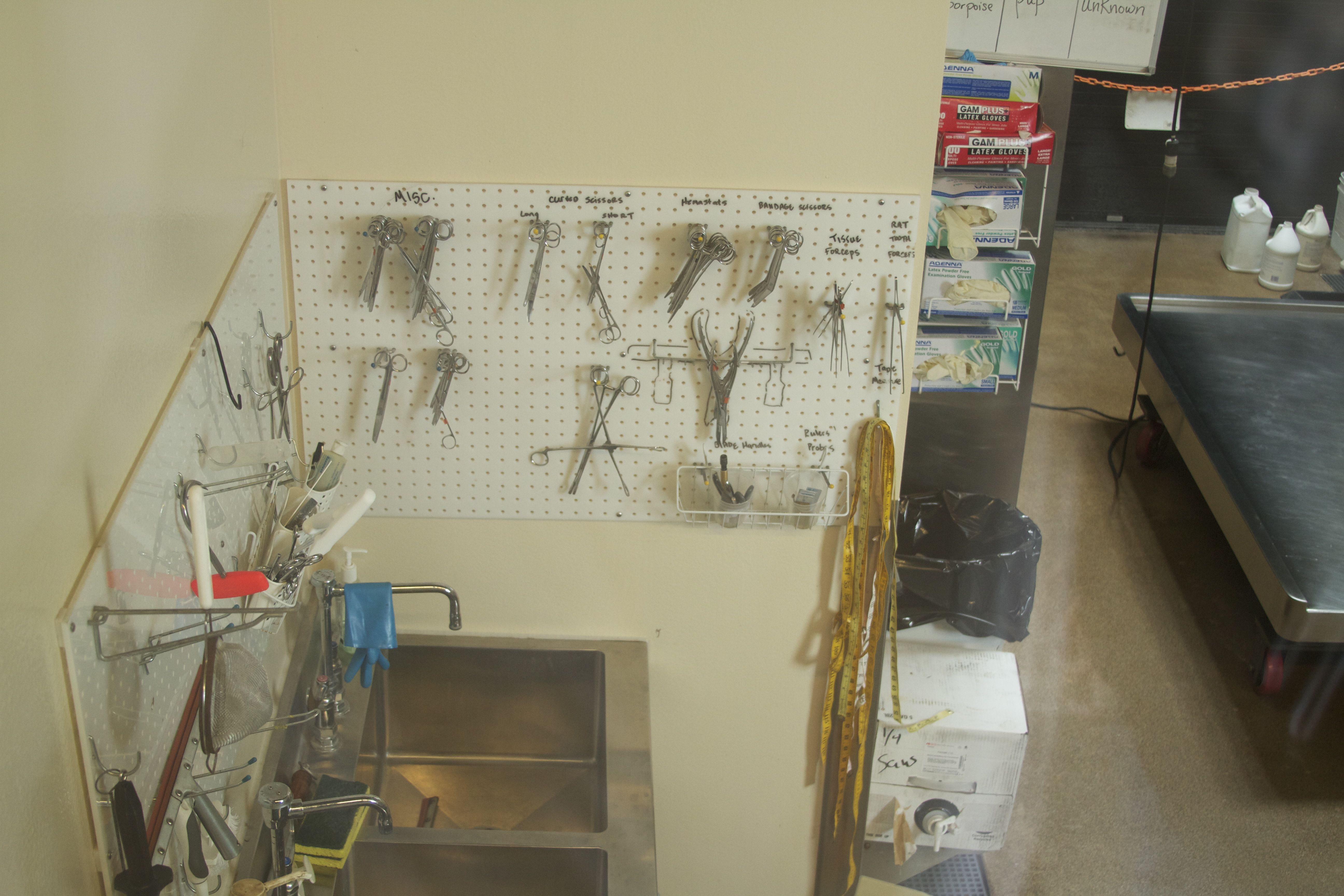 Marine Mammal Center Necropsy Lab