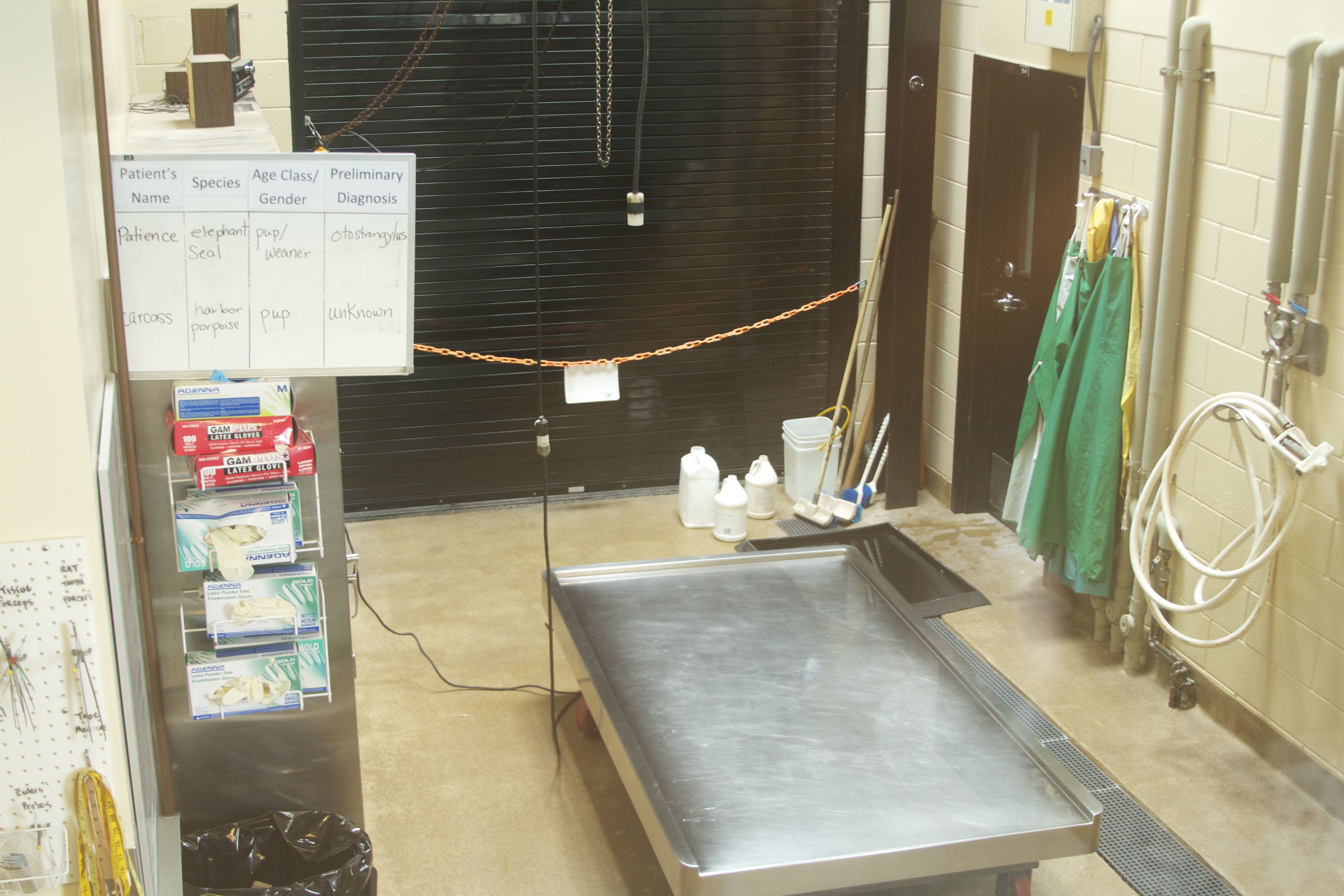 Marine Mammal Center Necropsy Lab