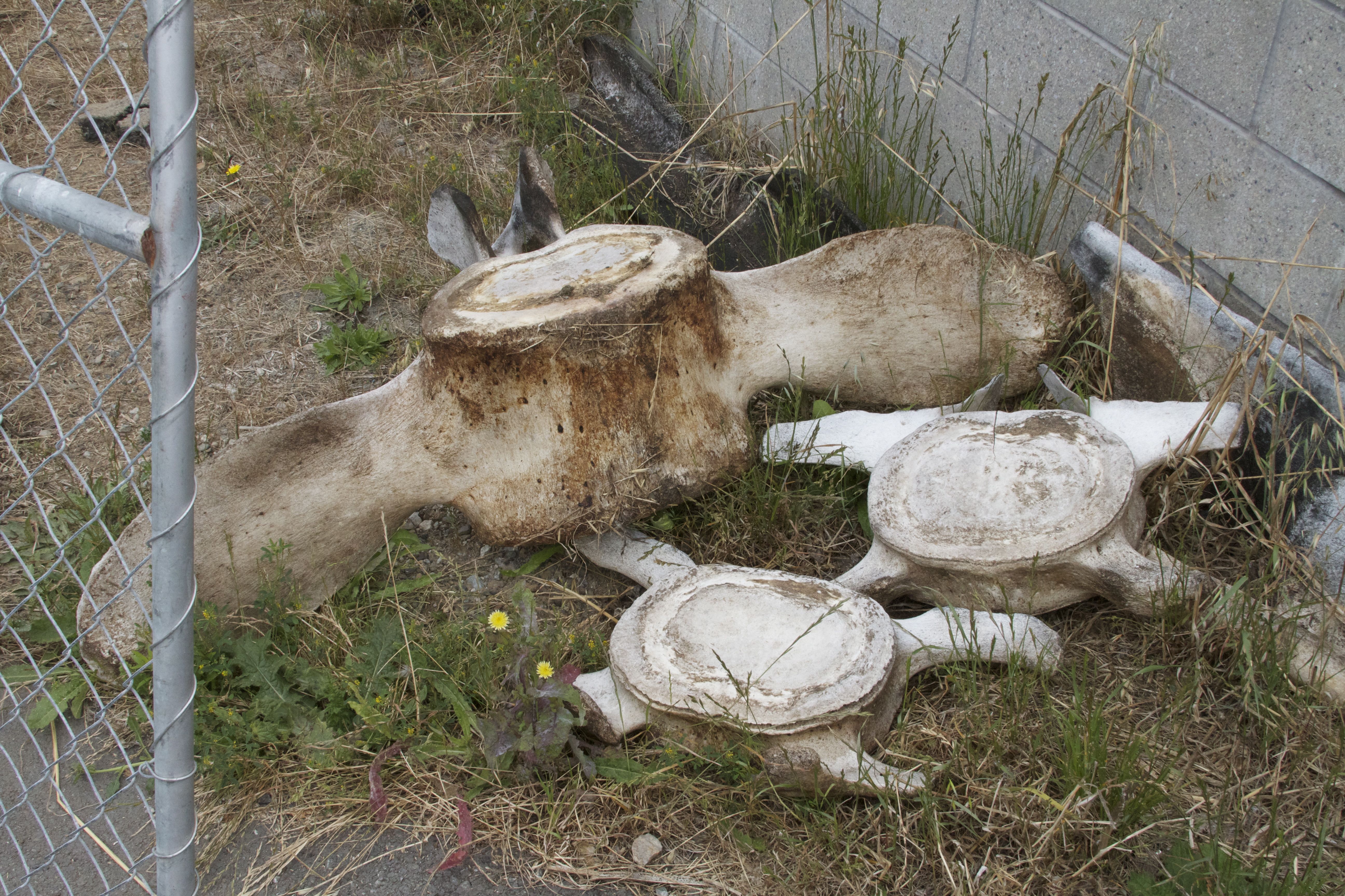 Marine Mammal Center