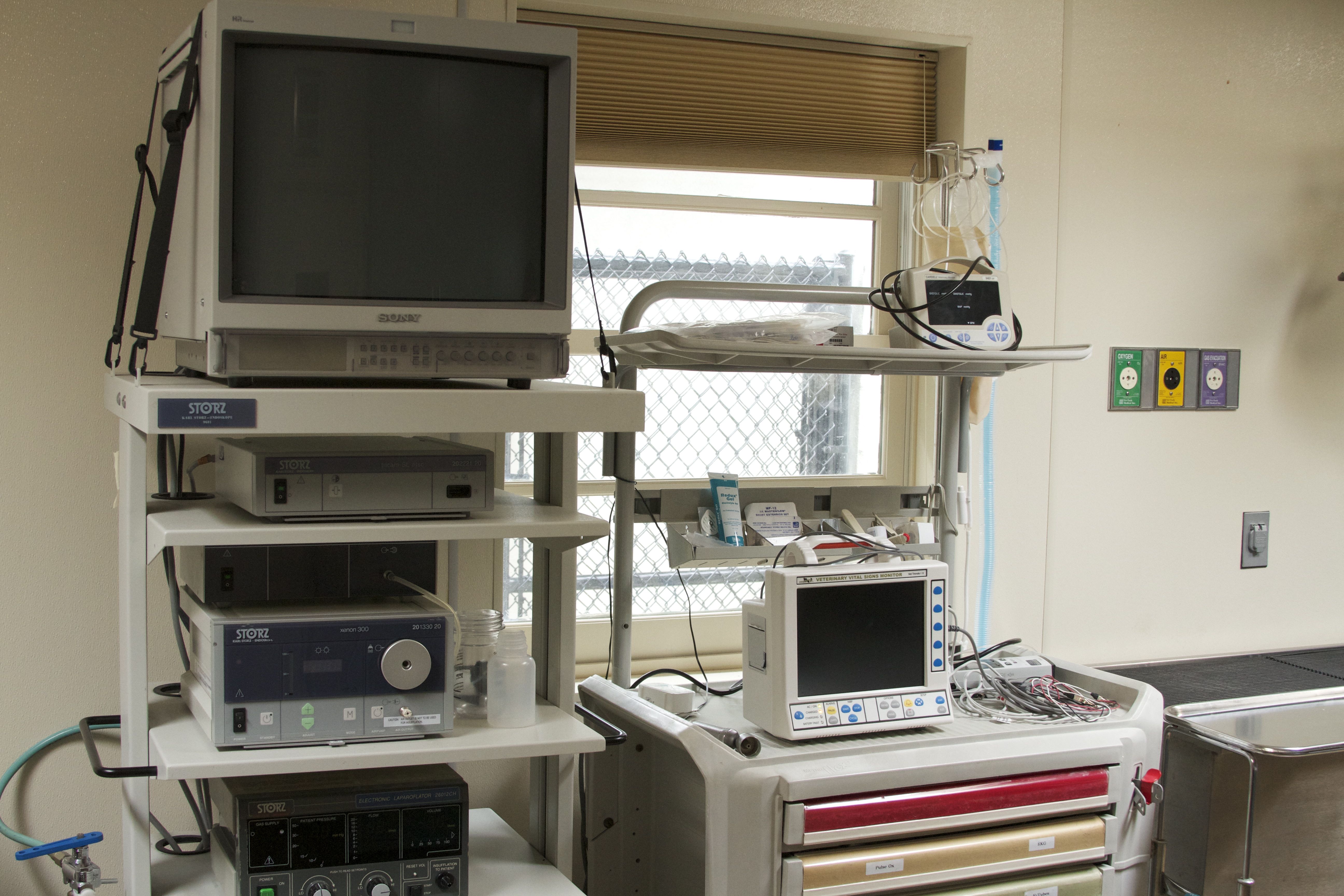 Marine Mammal Center Surgery