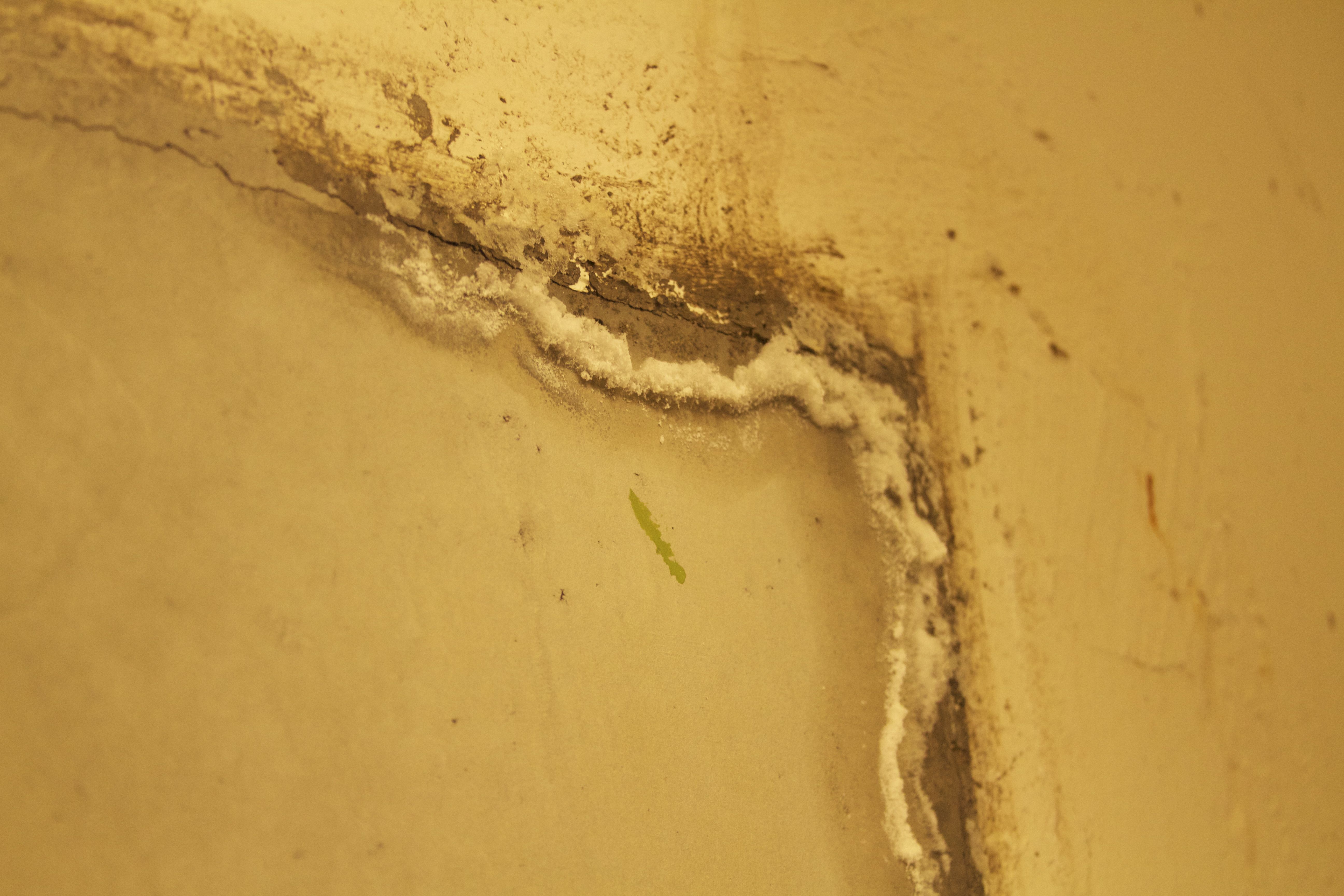 Marine Mammal Center