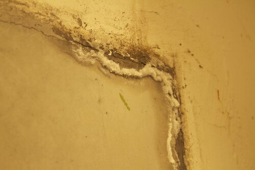 Marine Mammal Center