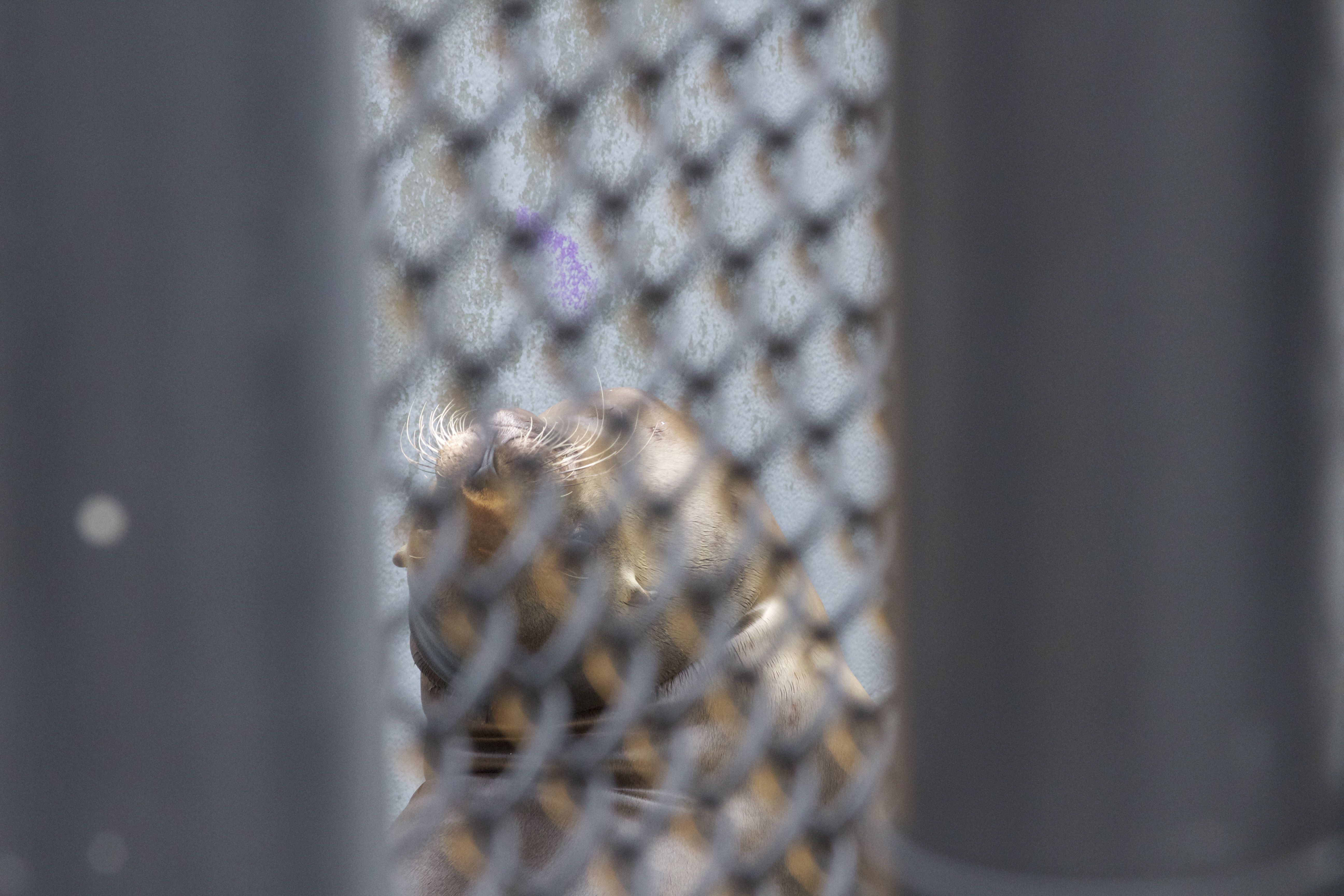 Marine Mammal Center