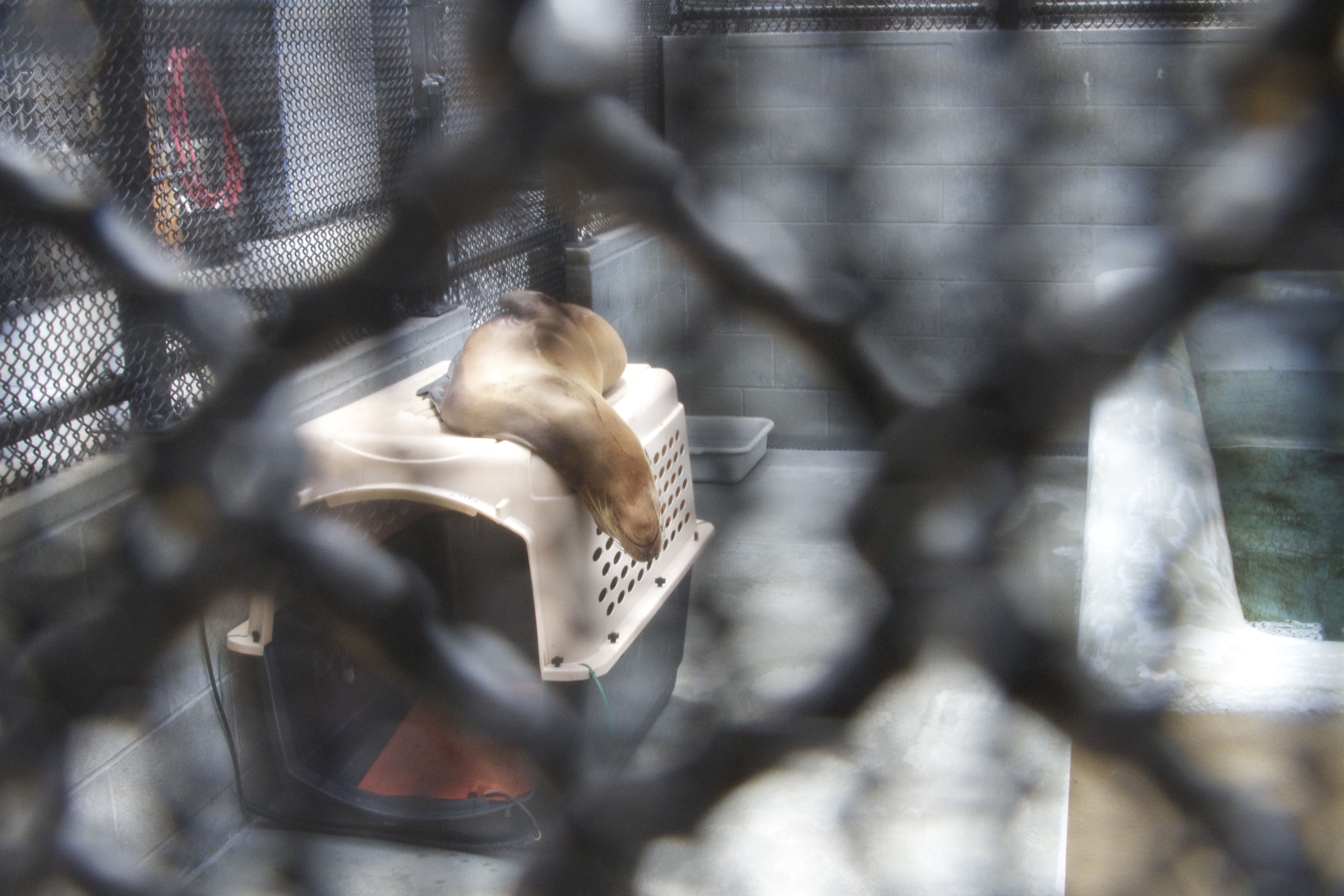 Marine Mammal Center