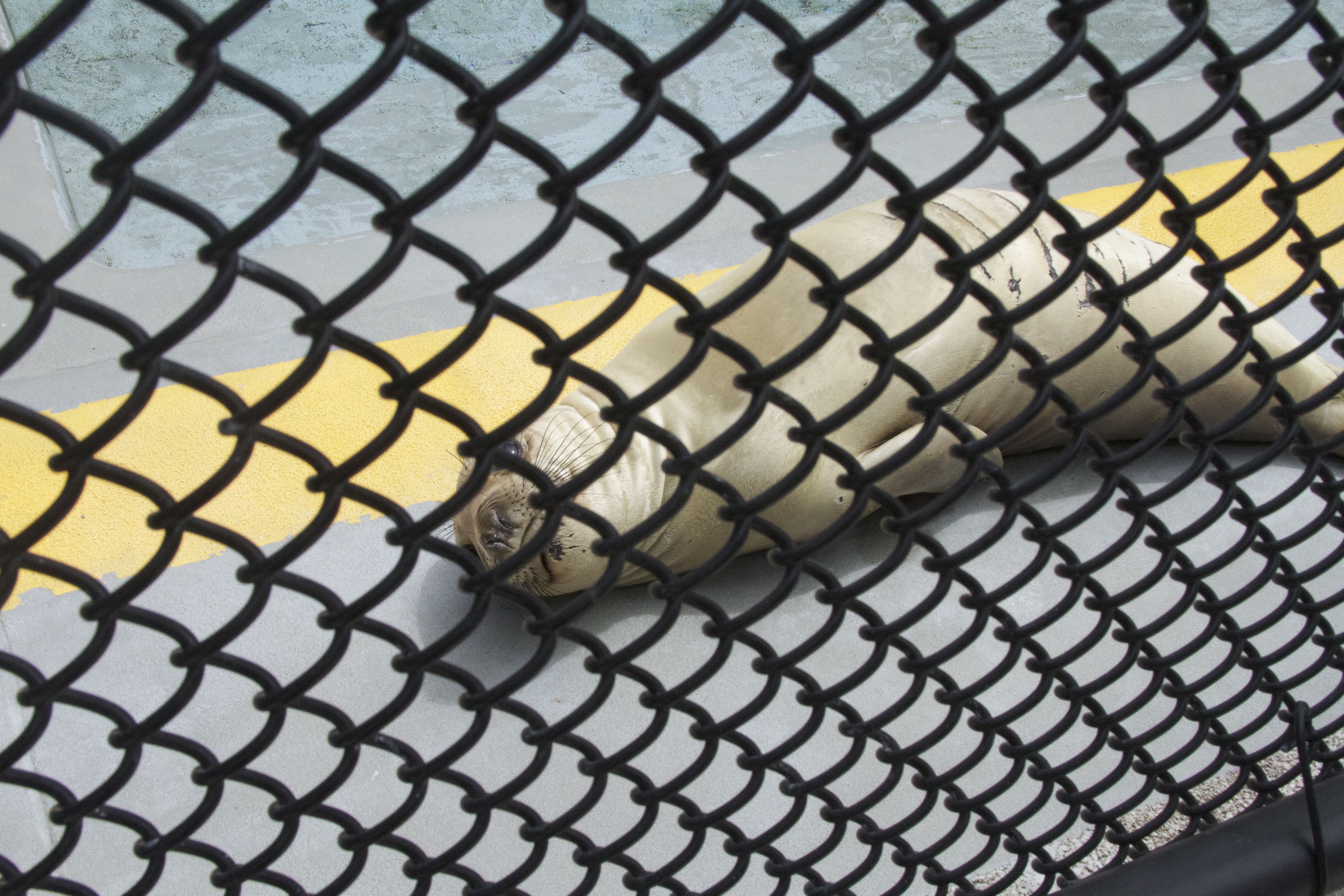 Marine Mammal Center