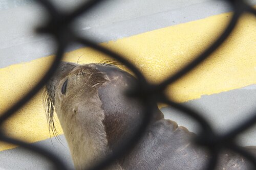 Marine Mammal Center