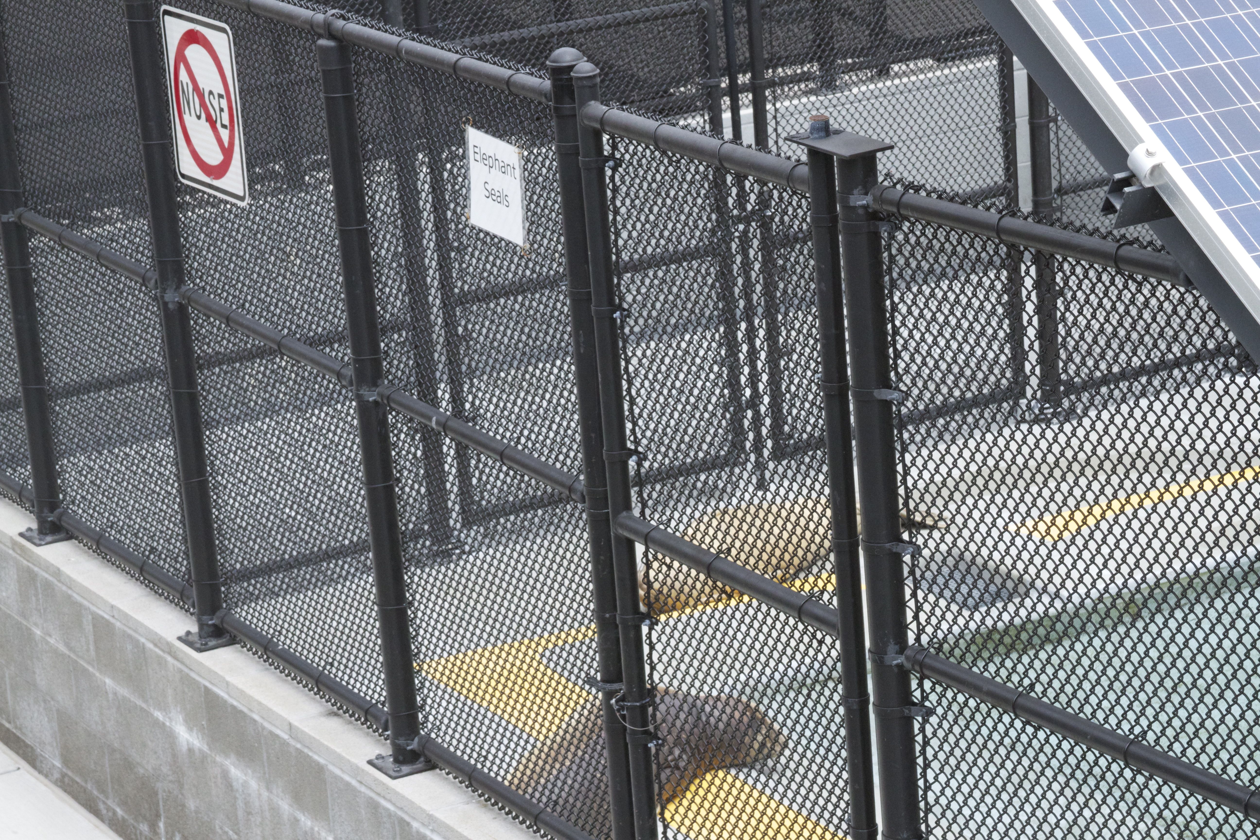 Marine Mammal Center