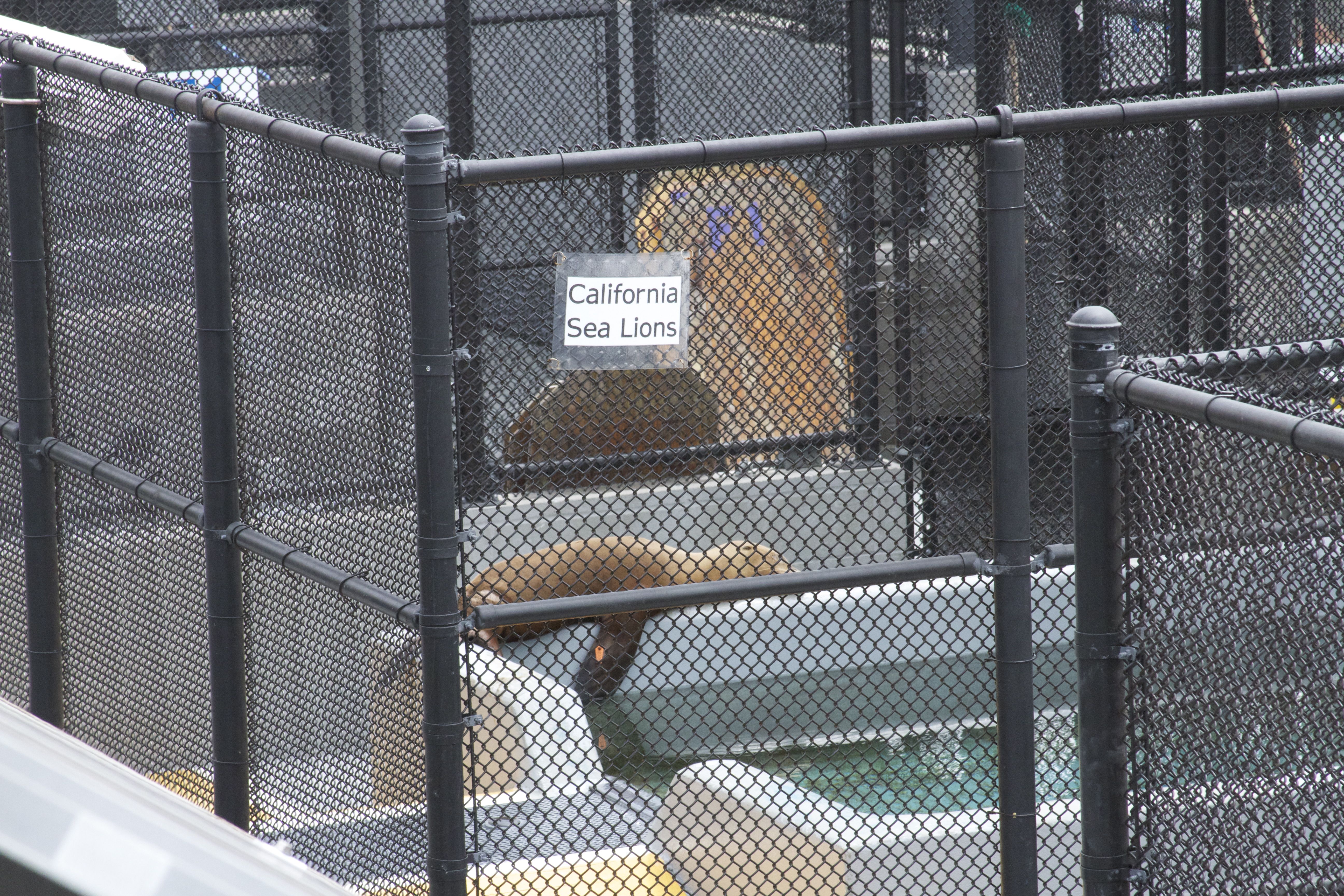 Marine Mammal Center